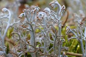 Attēlu rezultāti vaicājumam “Cladonia rangiferina”