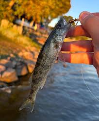 Image result for Sander vitreus