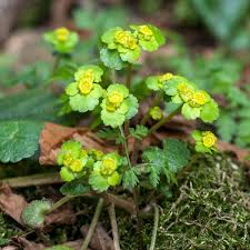 Attēlu rezultāti vaicājumam “Chrysosplenium alternifolium flower”