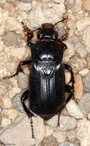 Attēlu rezultāti vaicājumam “Silphidae”