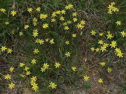 Attēlu rezultāti vaicājumam “Ranunculus elatior”