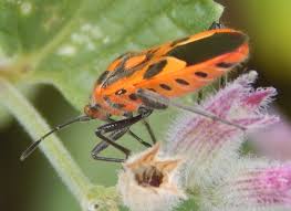 Attēlu rezultāti vaicājumam “Corizus hyoscyami”