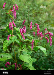 Attēlu rezultāti vaicājumam “Persicaria maculosa”