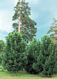 Attēlu rezultāti vaicājumam “Pinus sibirica”