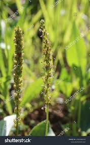 Attēlu rezultāti vaicājumam “Plantago major subsp. intermedia”