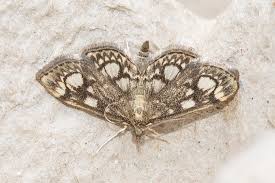 Attēlu rezultāti vaicājumam “Anania coronata”