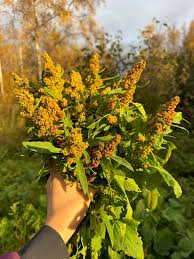 Attēlu rezultāti vaicājumam “Juglans mandshurica male flower”