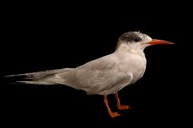 Attēlu rezultāti vaicājumam “Sterna hirundo”