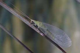 Attēlu rezultāti vaicājumam “Neuroptera”