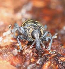 Attēlu rezultāti vaicājumam “Hylobius abietis”