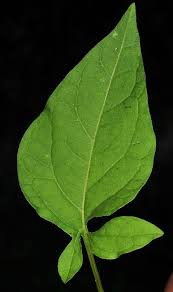 Attēlu rezultāti vaicājumam “Solanum dulcamara leaf”