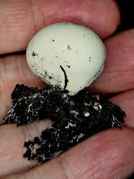 Attēlu rezultāti vaicājumam “Reticularia jurana”