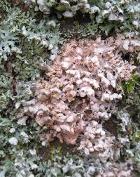 Attēlu rezultāti vaicājumam “Erythricium aurantiacum”