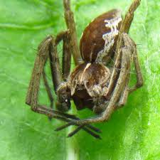 Attēlu rezultāti vaicājumam “Pisaura mirabilis male”