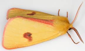 Attēlu rezultāti vaicājumam “Diacrisia sannio female”