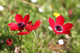 Image result for Anemonenarten