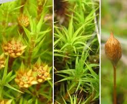 Attēlu rezultāti vaicājumam “Polytrichum strictum”