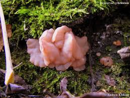 Attēlu rezultāti vaicājumam “Ascocoryne cylichnium”