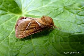 Attēlu rezultāti vaicājumam “Hepialus sylvina female”