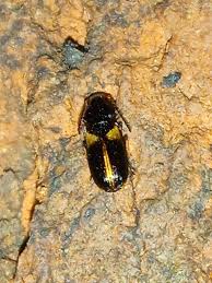 Attēlu rezultāti vaicājumam “Acupalpus flavicollis”