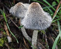 Attēlu rezultāti vaicājumam “Coprinus lagopus”