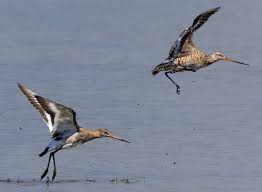 Image result for Limosa haemastica