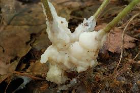 Attēlu rezultāti vaicājumam “Sebacina incrustans”