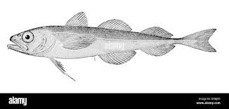 Image result for Boreogadus saida