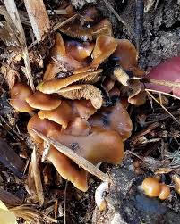 Attēlu rezultāti vaicājumam “Stemonitopsis hyperopta var. landewaldii stalked”