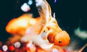 Image result for 金魚