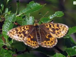 Attēlu rezultāti vaicājumam “Boloria dia upperside”
