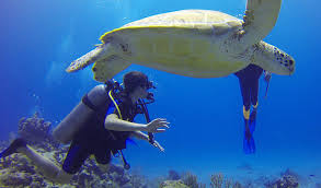 Image result for fernando de noronha