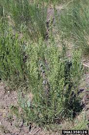 Image result for Artemisia dracunculus