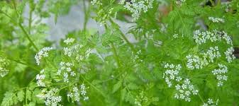 Image result for Anthriscus cerefolium
