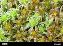 Attēlu rezultāti vaicājumam “Sphagnum flexuosum”