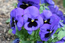 Image result for Viola x wittrockiana `Hiemalis`