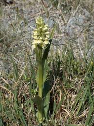 Attēlu rezultāti vaicājumam “Dactylorhiza ochroleuca bud”