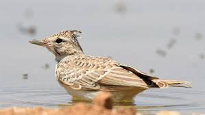 Attēlu rezultāti vaicājumam “Galerida cristata”