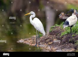 Attēlu rezultāti vaicājumam “Egretta alba”