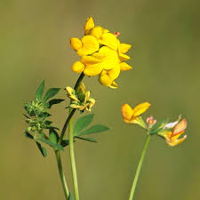 Attēlu rezultāti vaicājumam “Lotus corniculatus flower”
