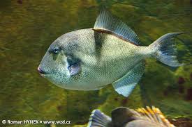 Image result for Balistes capriscus