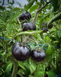 Afbeeldingsresultaat voor debarro black tomato