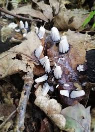 Attēlu rezultāti vaicājumam “Diachea subsessilis young”