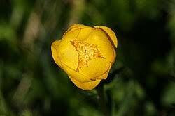 Attēlu rezultāti vaicājumam “Trollius europaeus fruit”