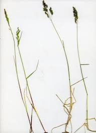 Attēlu rezultāti vaicājumam “Poa humilis”