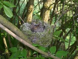 Attēlu rezultāti vaicājumam “Fringilla coelebs nest”