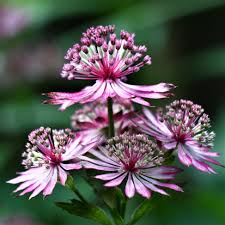 Attēlu rezultāti vaicājumam “Astrantia major leaf”