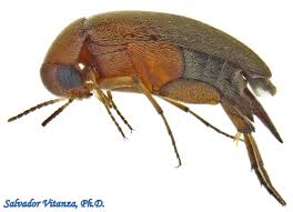 Attēlu rezultāti vaicājumam “Mordellidae”