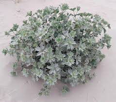 Attēlu rezultāti vaicājumam “Eryngium maritimum”