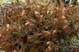 Attēlu rezultāti vaicājumam “Cetraria ericetorum”